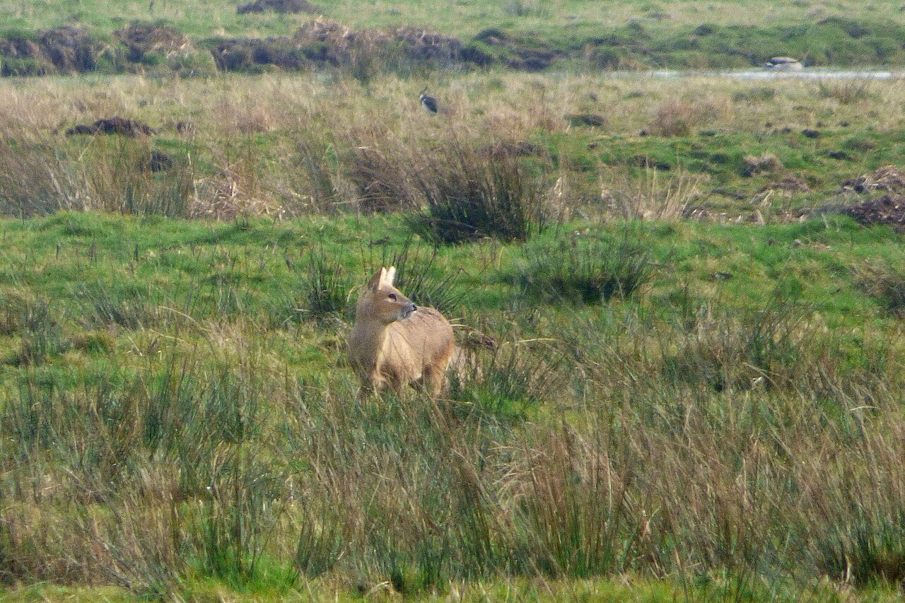 Hydropote ou cerf d'eau sauvage dans les marais du Norfolk en Angleterre Hydropote ou cerf d'eau sauvage dans les marais du Norfolk en Angleterre