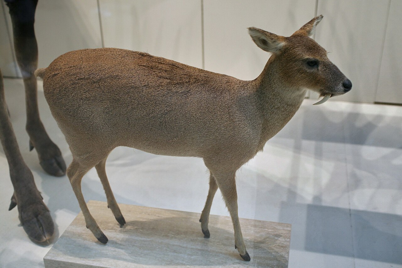 Hydropote mâle, cerf vampire aux longues canines Hydropote mâle, cerf vampire aux longues canines
