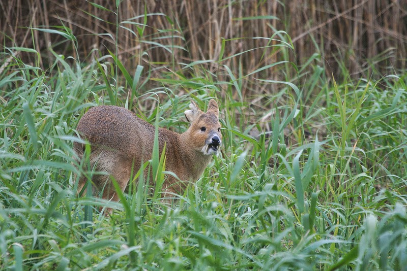 L'hydropote ou cerf vampire hypodrote cerf vampire cerf d eau 2 hypodrote-cerf-vampire-cerf-d-eau-2