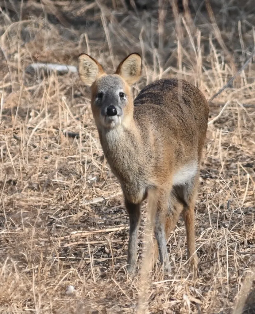 L'hydropote ou cerf vampire hypodrote cerf vampire cerf d eau 5 hypodrote-cerf-vampire-cerf-d-eau-5