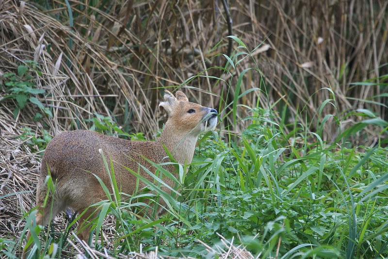 L'hydropote ou cerf vampire hypodrote cerf vampire cerf d eau 6 hypodrote-cerf-vampire-cerf-d-eau-6