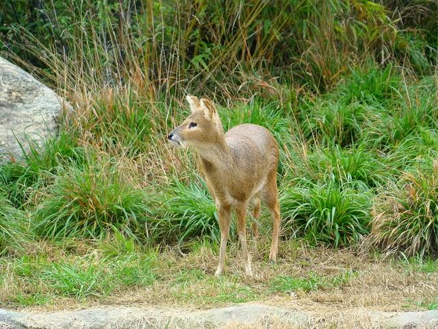 L'hydropote ou cerf vampire hypodrote cerf vampire cerf d eau 8 hypodrote-cerf-vampire-cerf-d-eau-8