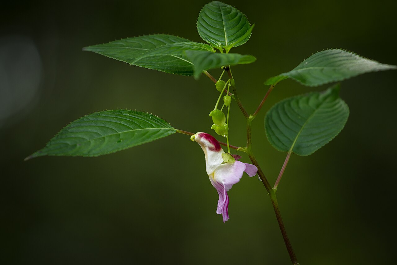impatiens psittacina fleur perroquet Impatiens psittacina dont la fleur évoque un perroquet en vol