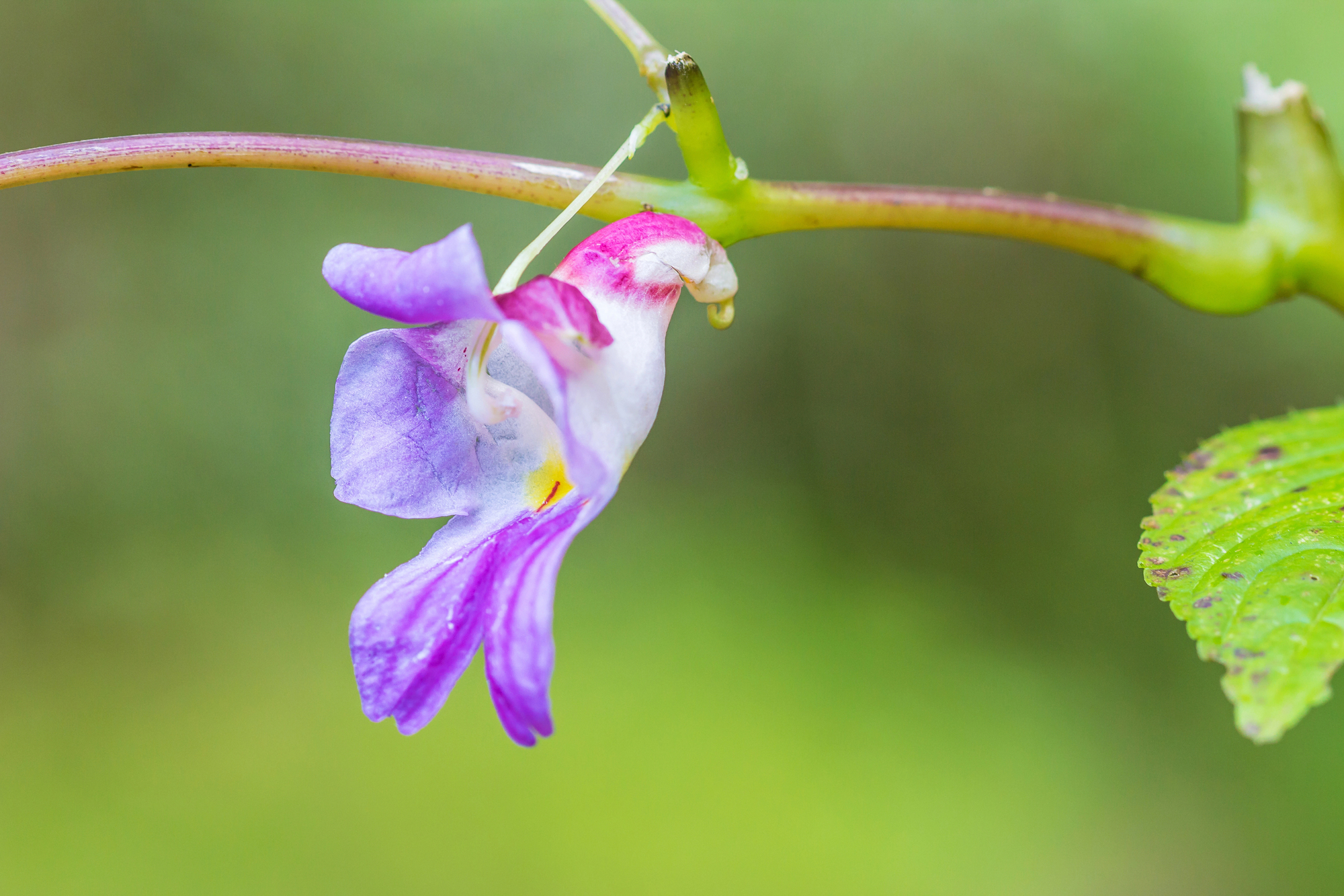 impatiens psittacina perroquet thailande Gros plan sur une fleur d’Impatiens psittacina ressemblant à un perroquet