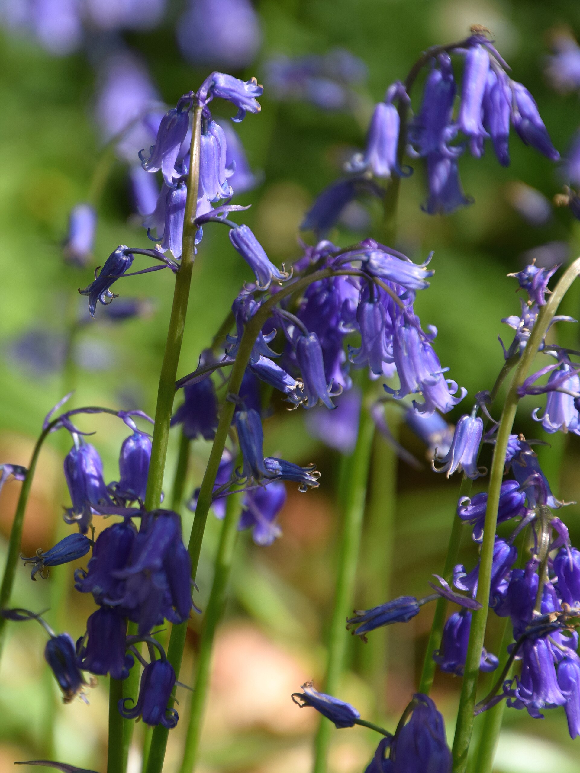 jacinthe des bois hallerbos Jacinthe des bois Hyacinthoides non-scripta à Hallerbos
