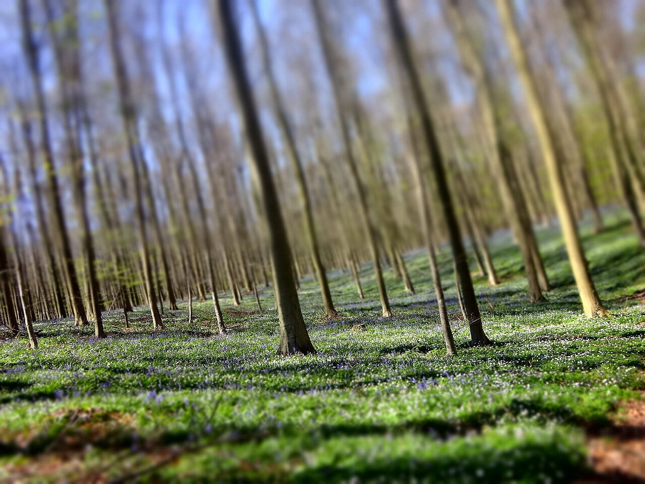 jacinthes hallerbos avril Tapis de jacinthes bleues à Hallerbos au mois d'avril