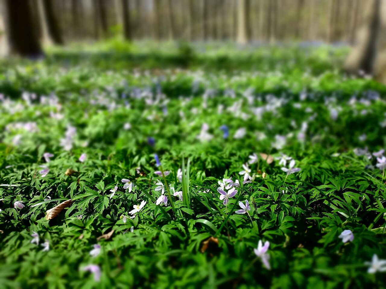 lumiere printemps hallerbos Lumière de printemps traversant les hêtres et les jacinthes de Hallerbos