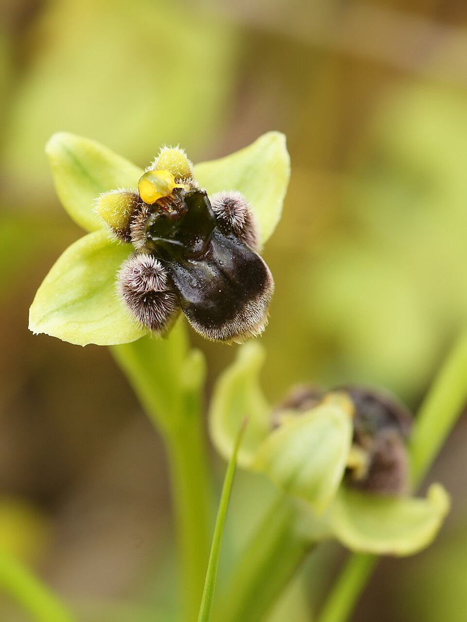 Ophrys bombyliflora, orchidée bourdon Fleur d’Ophrys bombyliflora dont le labelle évoque un insecte