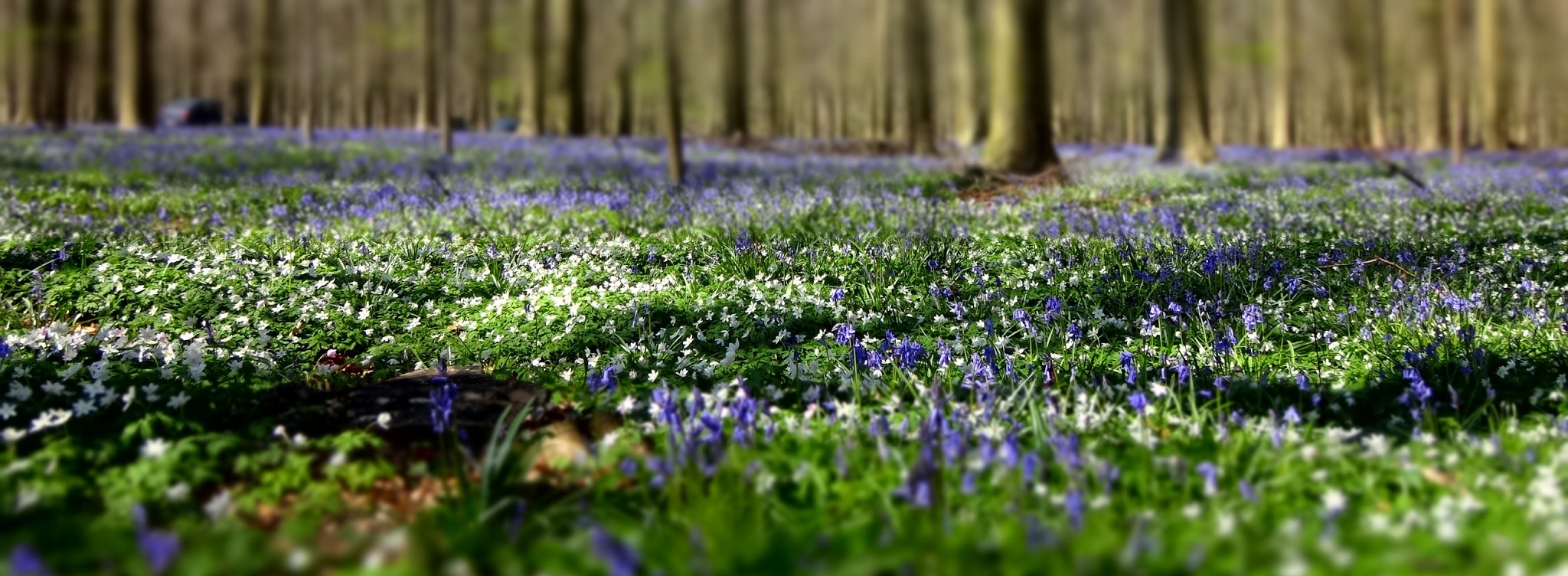 panorama hallerbos foret bleue Panorama de la forêt bleue de Hallerbos au printemps