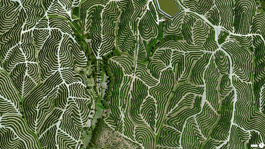 Des photos satellites qui changent la façon de voir le monde photo satellite google earth vigne huelva espagne photo-satellite-google-earth-vigne-huelva-espagne