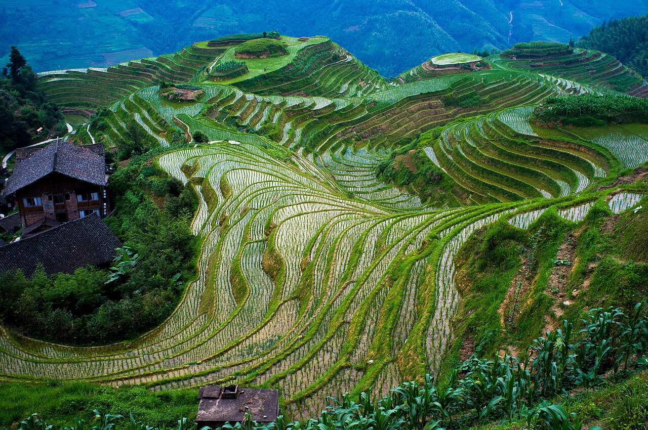 rizieres longji longsheng guangxi Rizières en terrasses de Longji à Longsheng dans le Guangxi