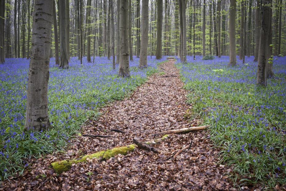 Hallerbos, la forêt bleue de Belgique sentier jacinthes hallerbos foret bleue de belgique Sentier traversant les jacinthes de Hallerbos en Belgique