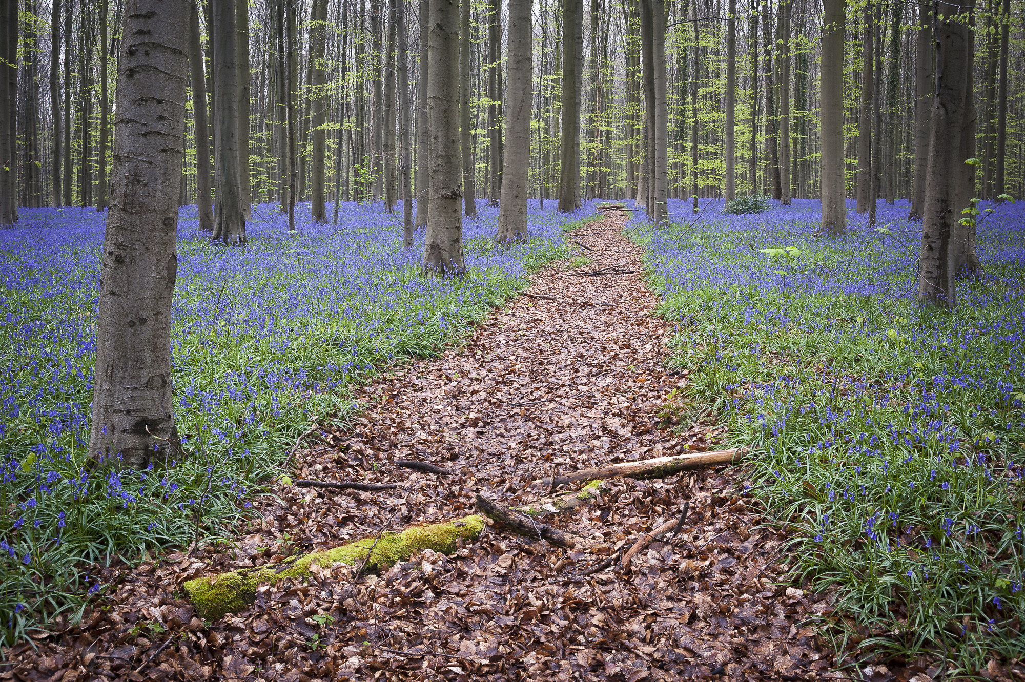 sentier jacinthes hallerbos foret bleue de belgique Sentier traversant les jacinthes de Hallerbos en Belgique