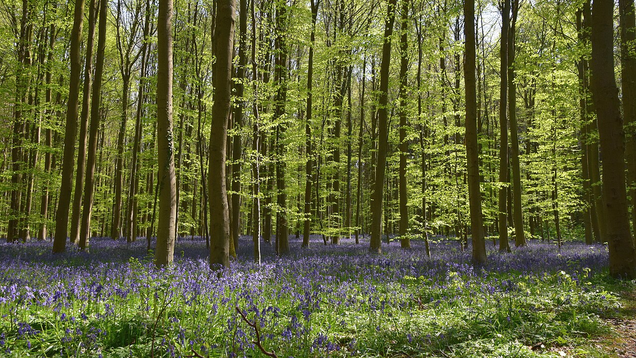 sous bois hallerbos jacinthes Sous-bois de Hallerbos couvert de jacinthes en Belgique