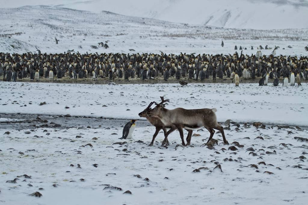 Stromness, station baleinière abandonnée stromness station baleiniere abandonnee de georgie du sud 10 stromness-station-baleiniere-abandonnee-de-georgie-du-sud-10