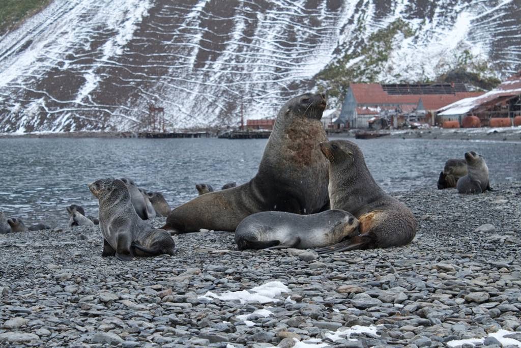 Stromness, station baleinière abandonnée stromness station baleiniere abandonnee de georgie du sud 14 stromness-station-baleiniere-abandonnee-de-georgie-du-sud-14