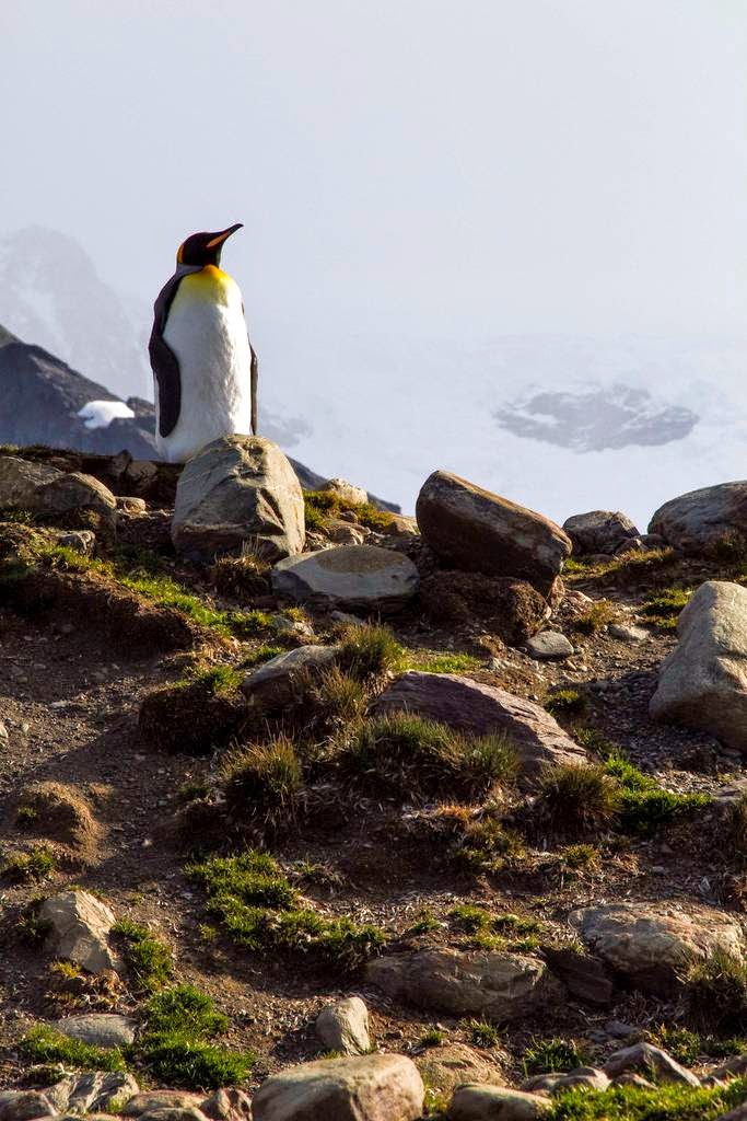 Stromness, station baleinière abandonnée stromness station baleiniere abandonnee de georgie du sud 3 stromness-station-baleiniere-abandonnee-de-georgie-du-sud-3