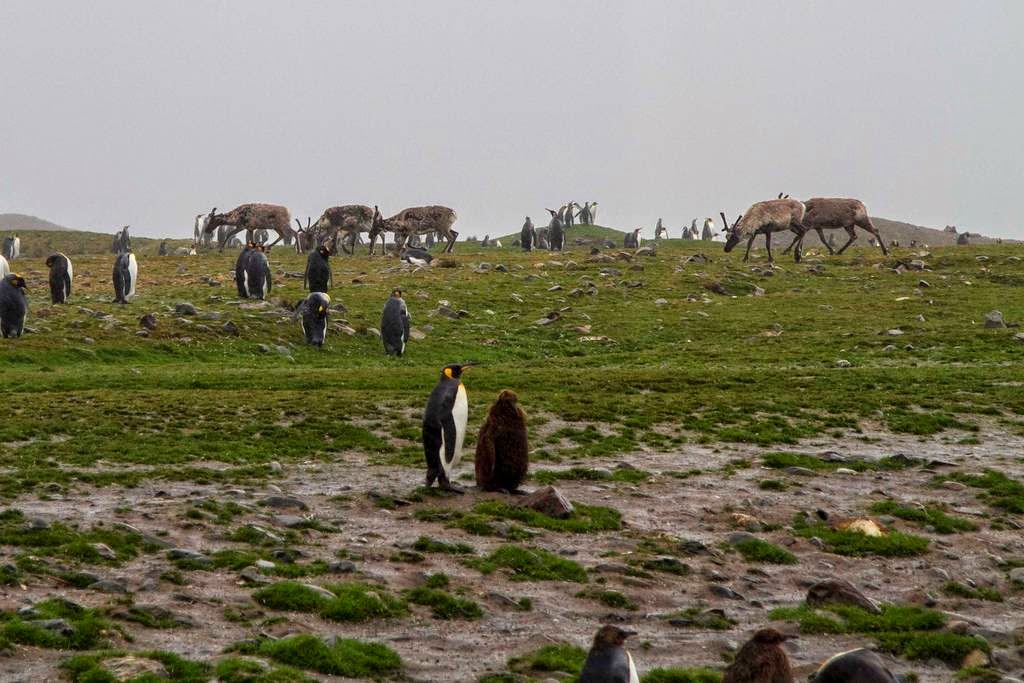Stromness, station baleinière abandonnée stromness station baleiniere abandonnee de georgie du sud 9 stromness-station-baleiniere-abandonnee-de-georgie-du-sud-9