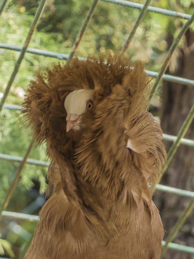 Le splendide pigeon capucin superbe pigeon capucin jacobin 5 superbe-pigeon-capucin-jacobin-5