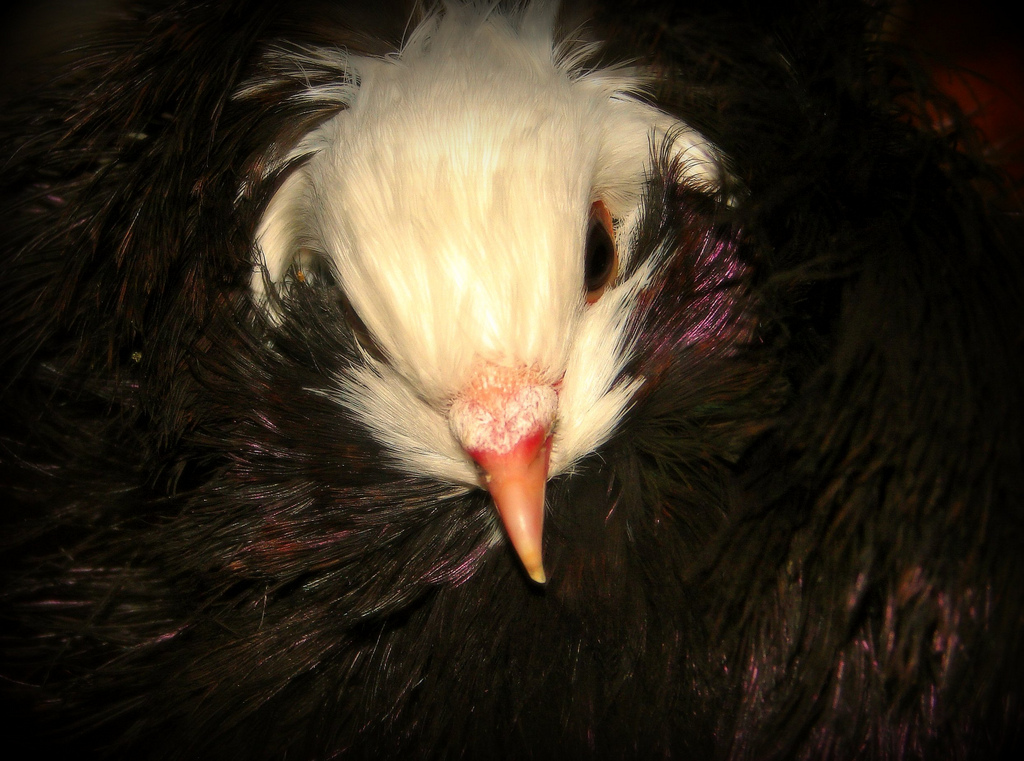 Le splendide pigeon capucin superbe pigeon capucin jacobin 8 superbe-pigeon-capucin-jacobin-8