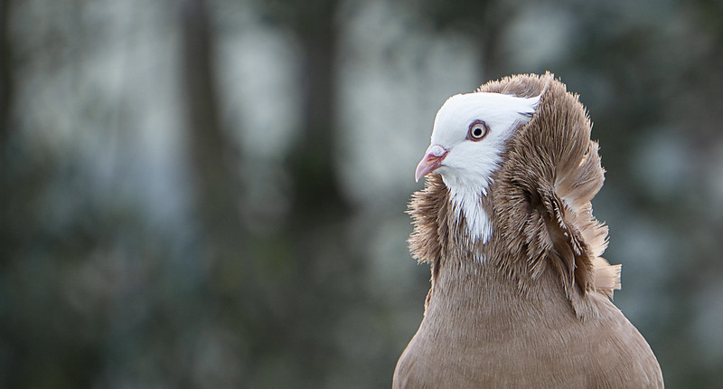 Le splendide pigeon capucin superbe pigeon capucin jacobin 9 superbe-pigeon-capucin-jacobin-9