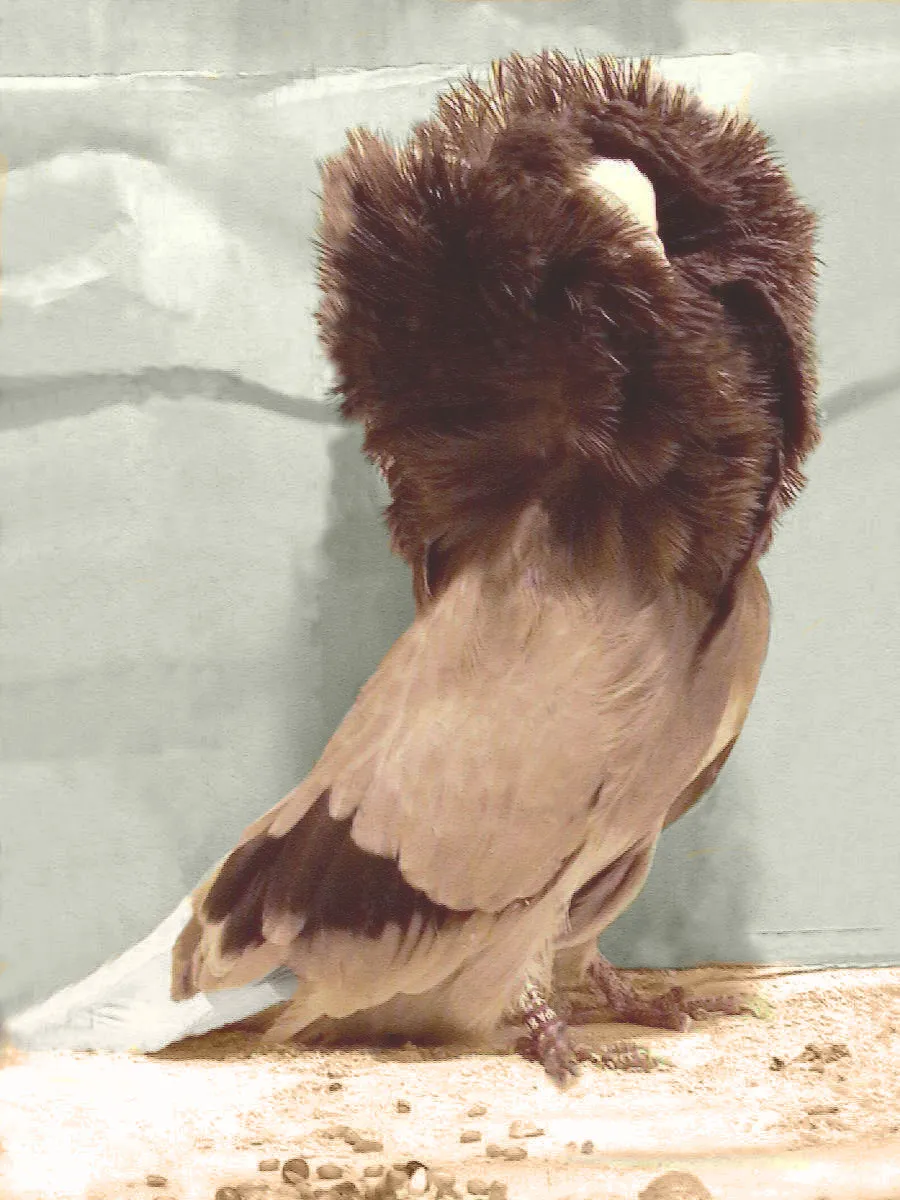 Le splendide pigeon capucin superbe pigeon capucin pigeon jacobin 2 superbe-pigeon-capucin-pigeon-jacobin-2