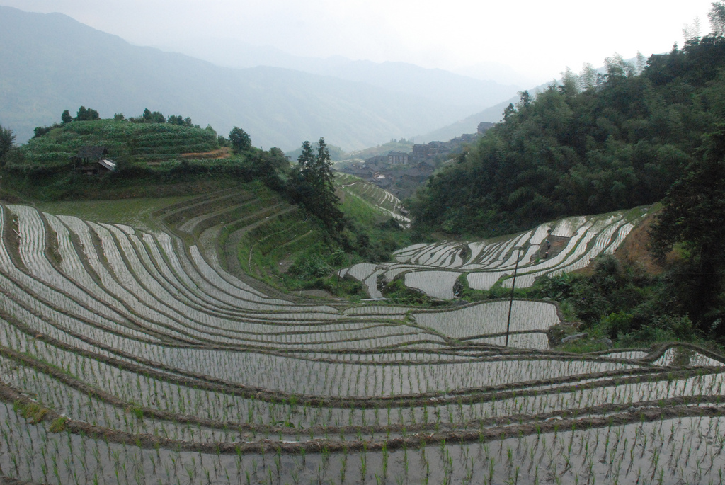 Les superbes rizières en terrasse de Longsheng superbes rizieres en terrasse de longsheng 9 superbes-rizieres-en-terrasse-de-longsheng-9