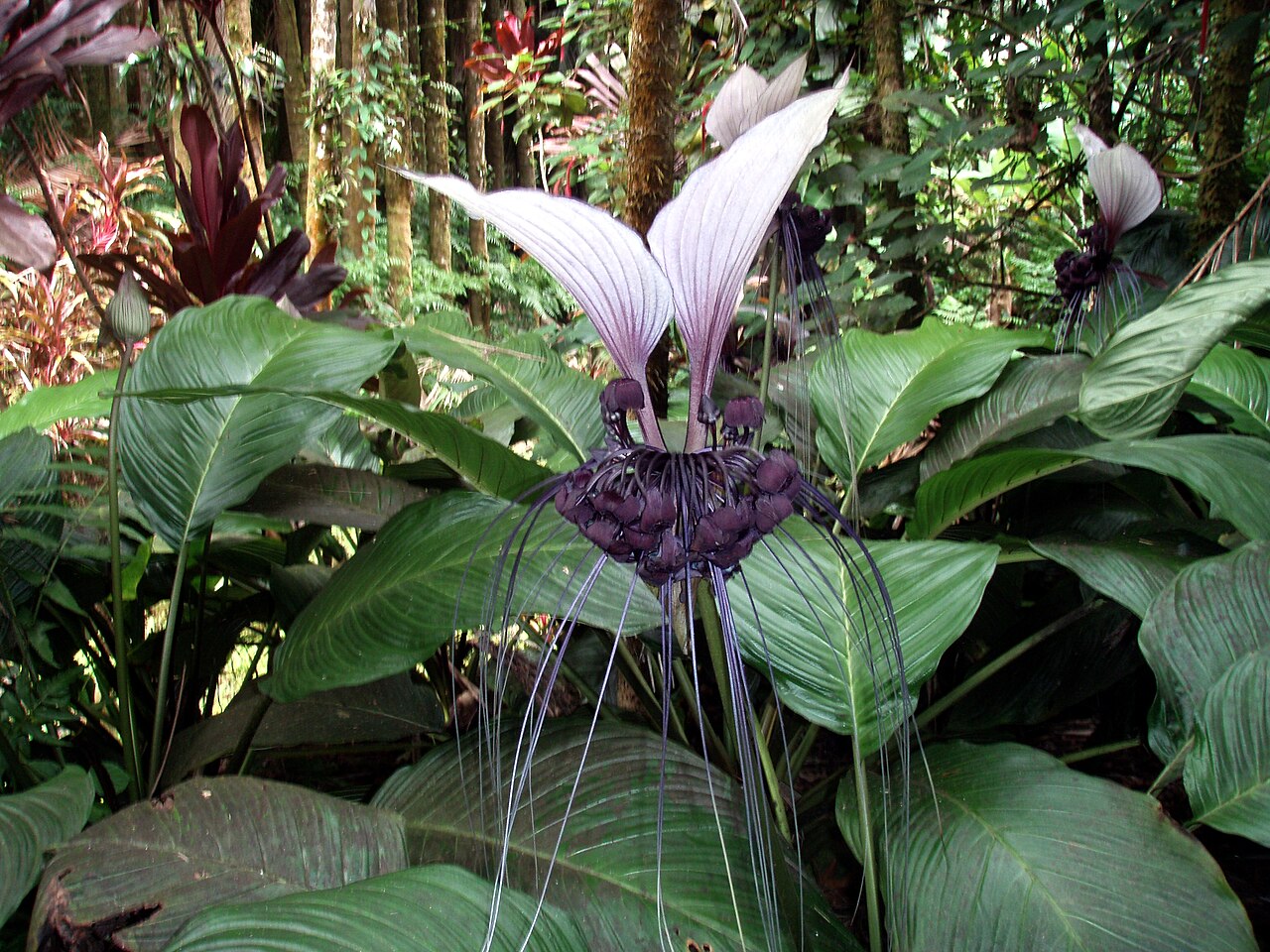 Tacca integrifolia, la fleur chauve-souris blanche Tacca integrifolia en fleur avec ses grandes bractées blanches et ses longs filaments