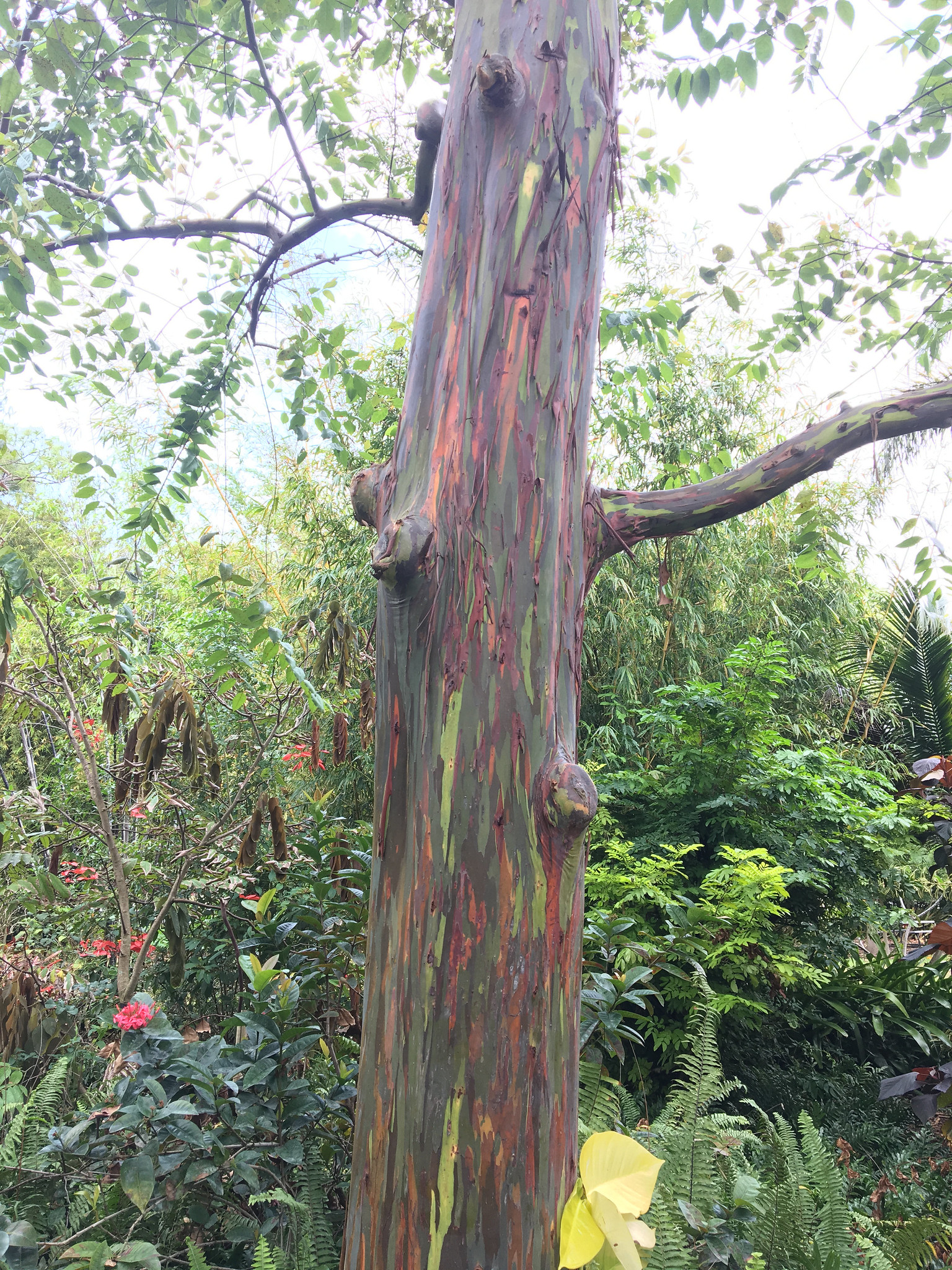 Les couleurs de l' Eucalyptus arc-en-ciel Eucalyptus deglupta eucalyptus arc en ciel 2 1 Eucalyptus_deglupta-eucalyptus-arc-en-ciel-2