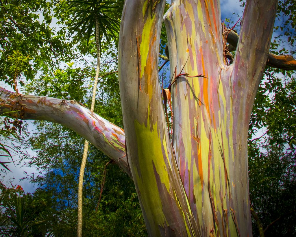 Les couleurs de l' Eucalyptus arc-en-ciel Eucalyptus deglupta eucalyptus arc en ciel 5 Eucalyptus_deglupta-eucalyptus-arc-en-ciel-5