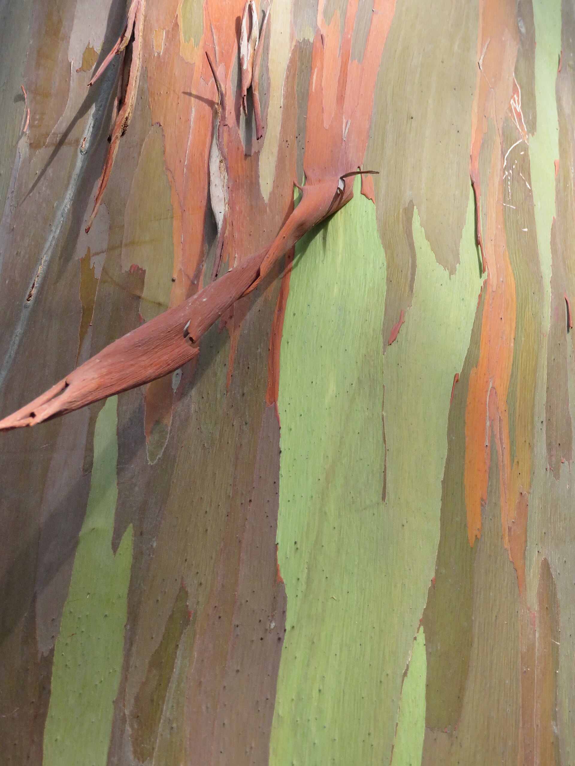 eucalyptus arc en ciel ecorce desquamation Écorce multicolore d'un eucalyptus arc-en-ciel en train de se desquamer