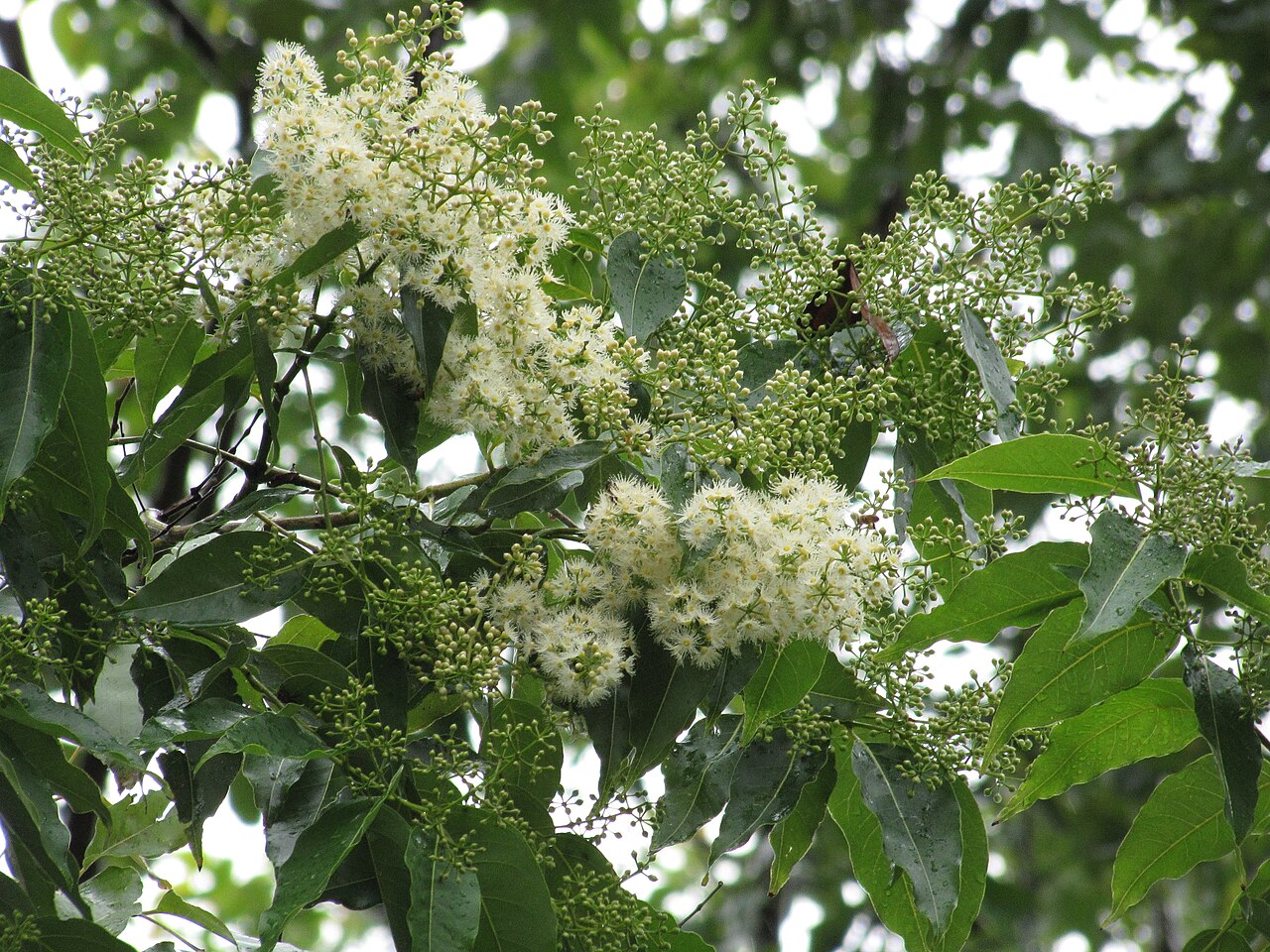 eucalyptus deglupta feuilles fleurs Feuilles et fleurs d'Eucalyptus deglupta