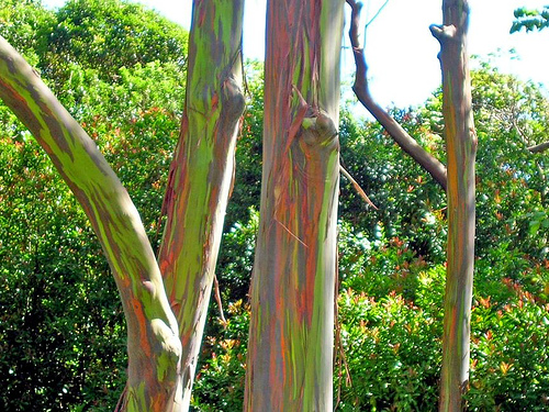 foret eucalyptus arc en ciel maui Groupe d'eucalyptus arc-en-ciel le long de la Hana Highway à Maui