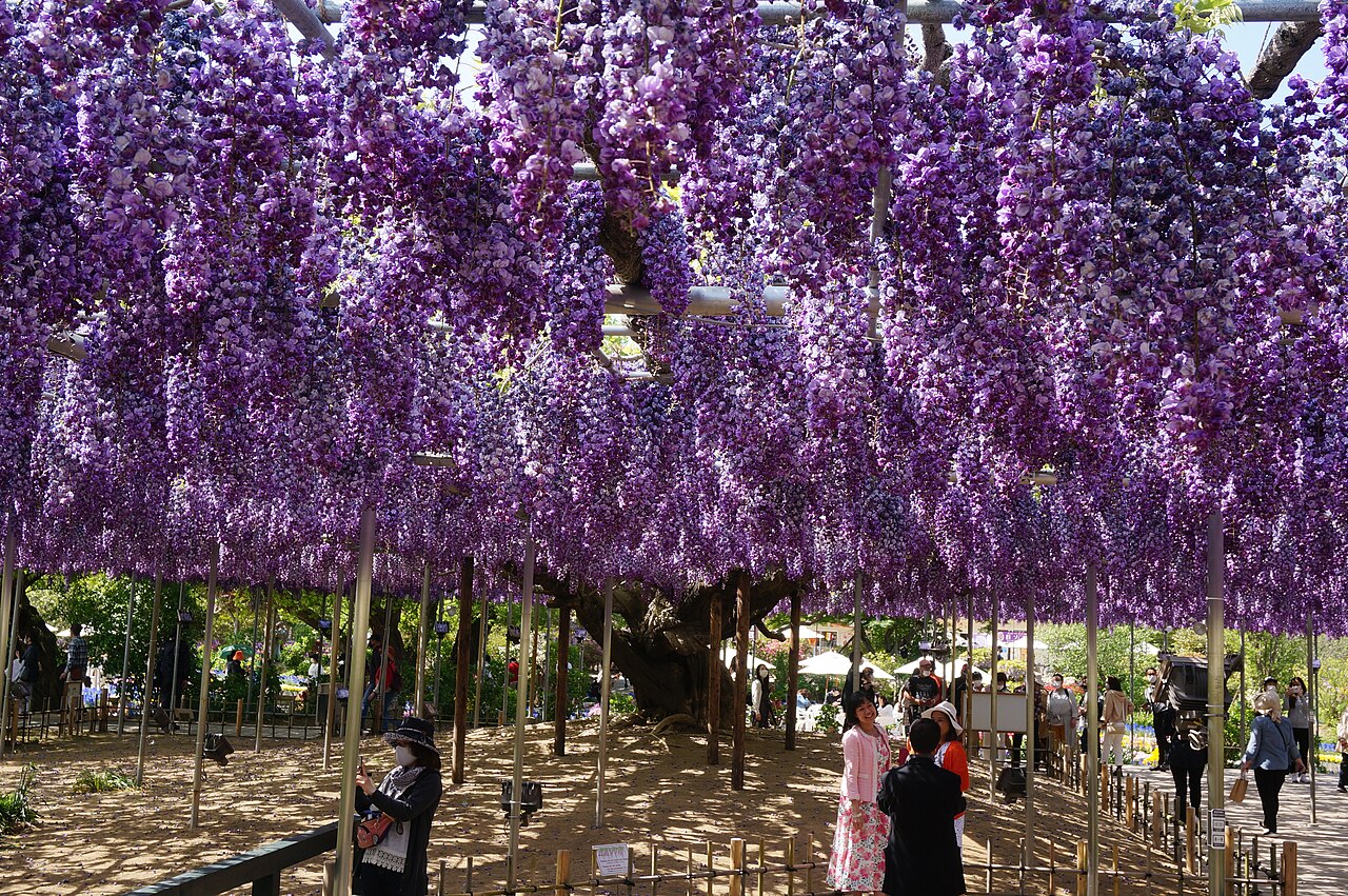 Grande glycine double Yae-kokuryu en fleurs à Ashikaga au Japon Grande glycine double Yae-kokuryu en fleurs à Ashikaga au Japon
