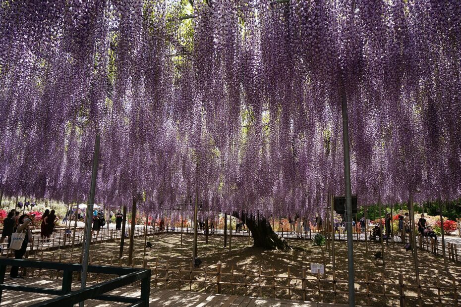 La glycine géante d’Ashikaga au Japon : un plafond de fleurs de 1 000 m² glycine geante ashikaga japon Glycine géante d’Ashikaga au Japon formant un plafond de fleurs violettes