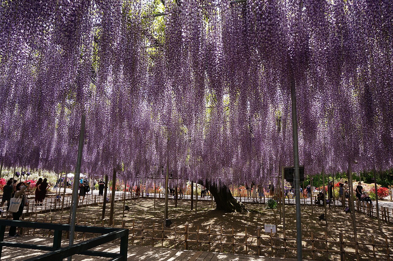 Glycine géante d’Ashikaga au Japon formant un plafond de fleurs violettes Glycine géante d’Ashikaga au Japon formant un plafond de fleurs violettes