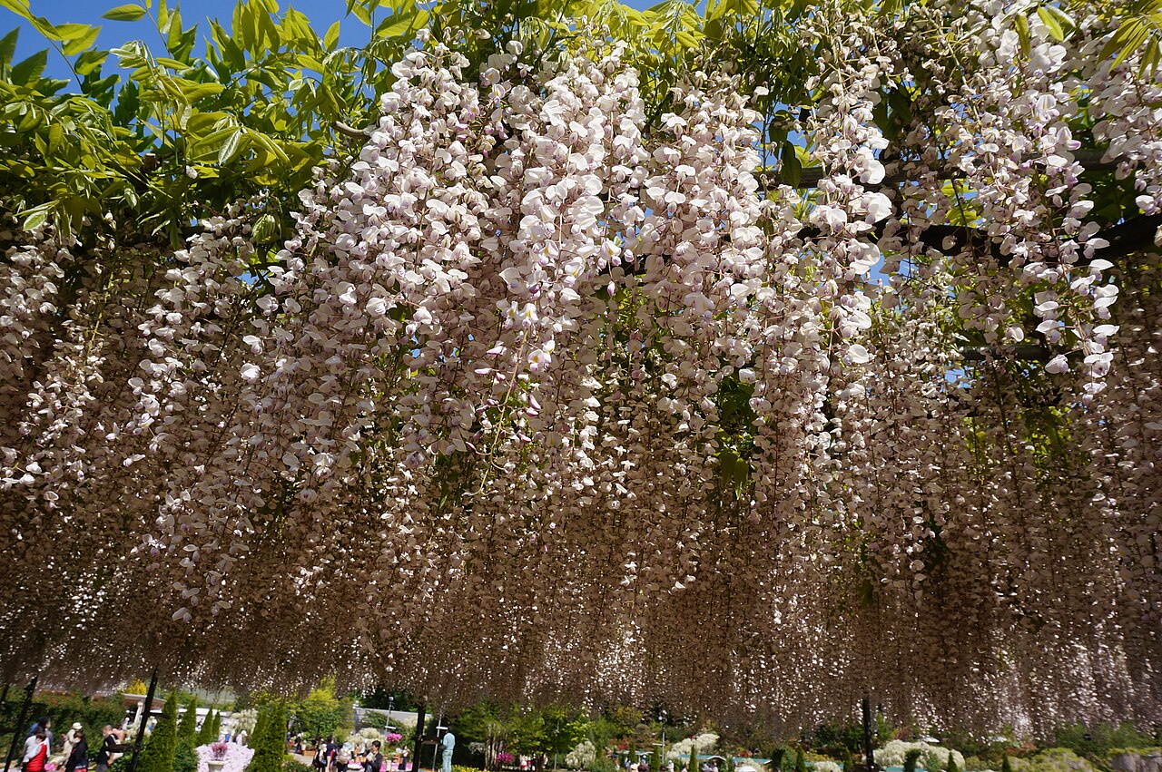 Glycine rose du Japon en fleurs à Ashikaga Flower Park Glycine rose du Japon en fleurs à Ashikaga Flower Park