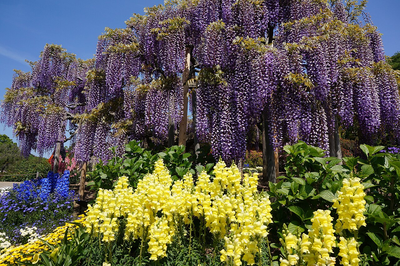 glycine violette ashikaga flower park Glycine violette soutenue par une grande structure à Ashikaga Flower Park