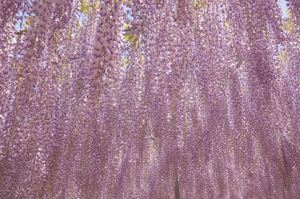 La plus grande glycine du Japon ressemble à un ciel rose la plus grande glycine du japon 144 ans 1990 m2 la-plus-grande-glycine-du-japon-144-ans-1990-m2-