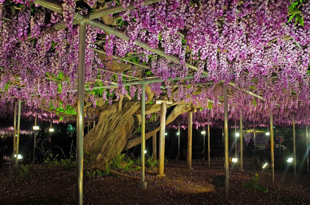 La plus grande glycine du Japon ressemble à un ciel rose la plus grande glycine du japon 144 ans 1990 m2 12 la-plus-grande-glycine-du-japon-144-ans-1990-m2-12