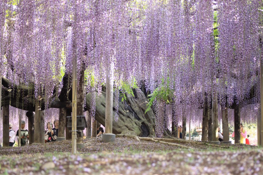 La plus grande glycine du Japon ressemble à un ciel rose la plus grande glycine du japon 144 ans 1990 m2 13 la-plus-grande-glycine-du-japon-144-ans-1990-m2-13