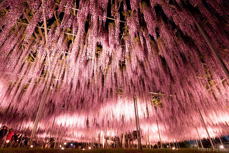 La plus grande glycine du Japon ressemble à un ciel rose la plus grande glycine du japon 144 ans 1990 m2 2 la-plus-grande-glycine-du-japon-144-ans-1990-m2-2