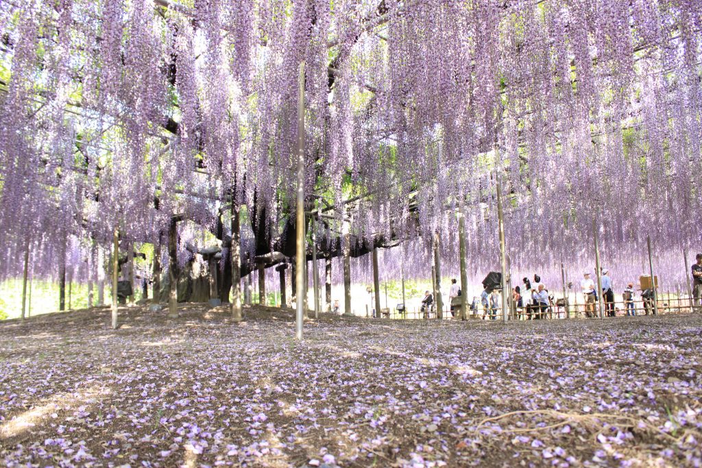 La plus grande glycine du Japon ressemble à un ciel rose la plus grande glycine du japon 144 ans 1990 m2 7 la-plus-grande-glycine-du-japon-144-ans-1990-m2-7