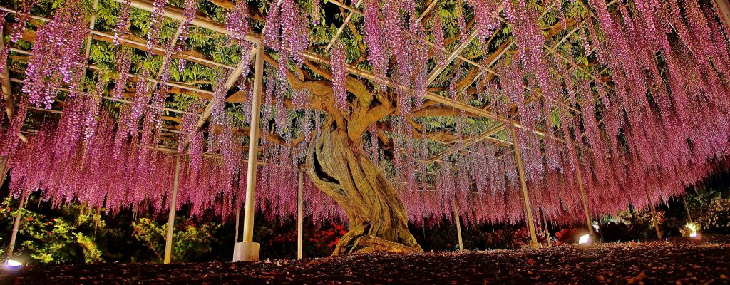 La plus grande glycine du Japon ressemble à un ciel rose la plus grande glycine du japon 144 ans 1990 m2 8 la-plus-grande-glycine-du-japon-144-ans-1990-m2-8