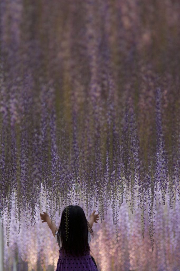 La plus grande glycine du Japon ressemble à un ciel rose la plus grande glycine du japon 144 ans 1990 m2 9 la-plus-grande-glycine-du-japon-144-ans-1990-m2-9