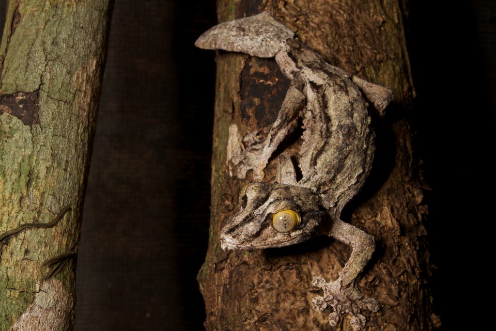 Le gecko satanique à queue de feuille le gecko satanique a gueue de feuille 3 le-gecko-satanique-a-gueue-de-feuille-3