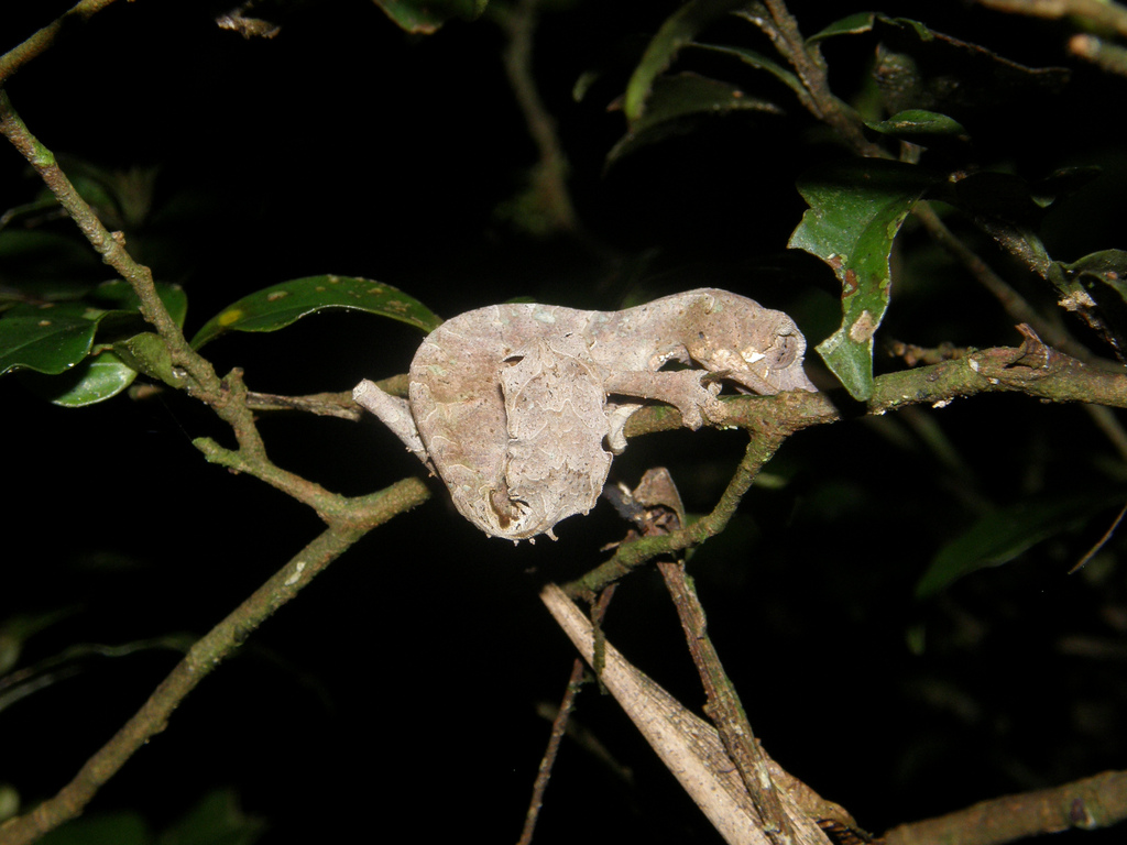 Le gecko satanique à queue de feuille le gecko satanique a gueue de feuille 6 le-gecko-satanique-a-gueue-de-feuille-6