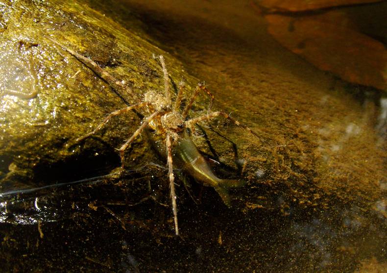 Les araignées mangent les poissons les araignees mangent les poissons 3 les-araignées-mangent-les-poissons-3