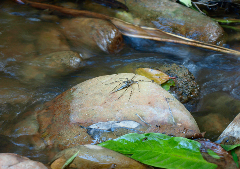 Les araignées mangent les poissons les araignees mangent les poissons 4 les-araignées-mangent-les-poissons-4