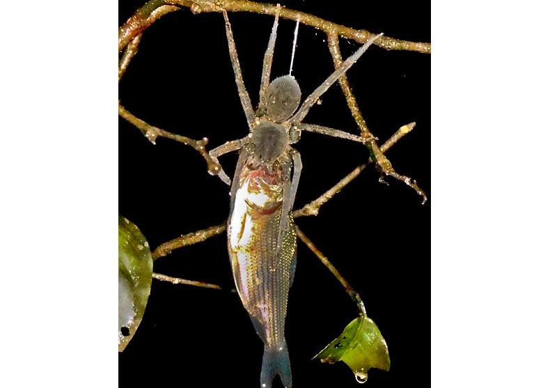 Les araignées mangent les poissons les araignees mangent les poissons 5 les-araignées-mangent-les-poissons-5